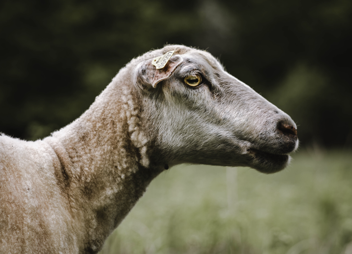 Revelation Header.png