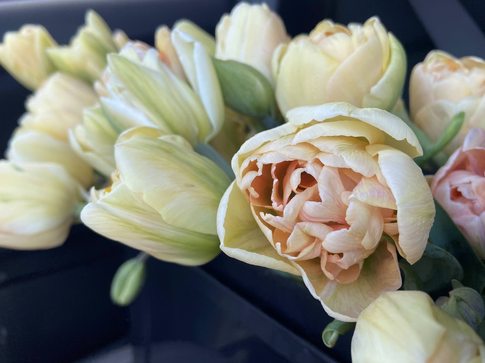 tulip2.jpeg