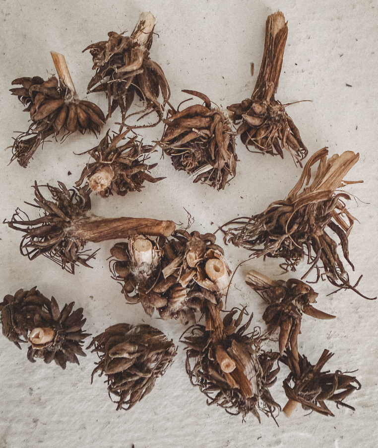 Corms2.png