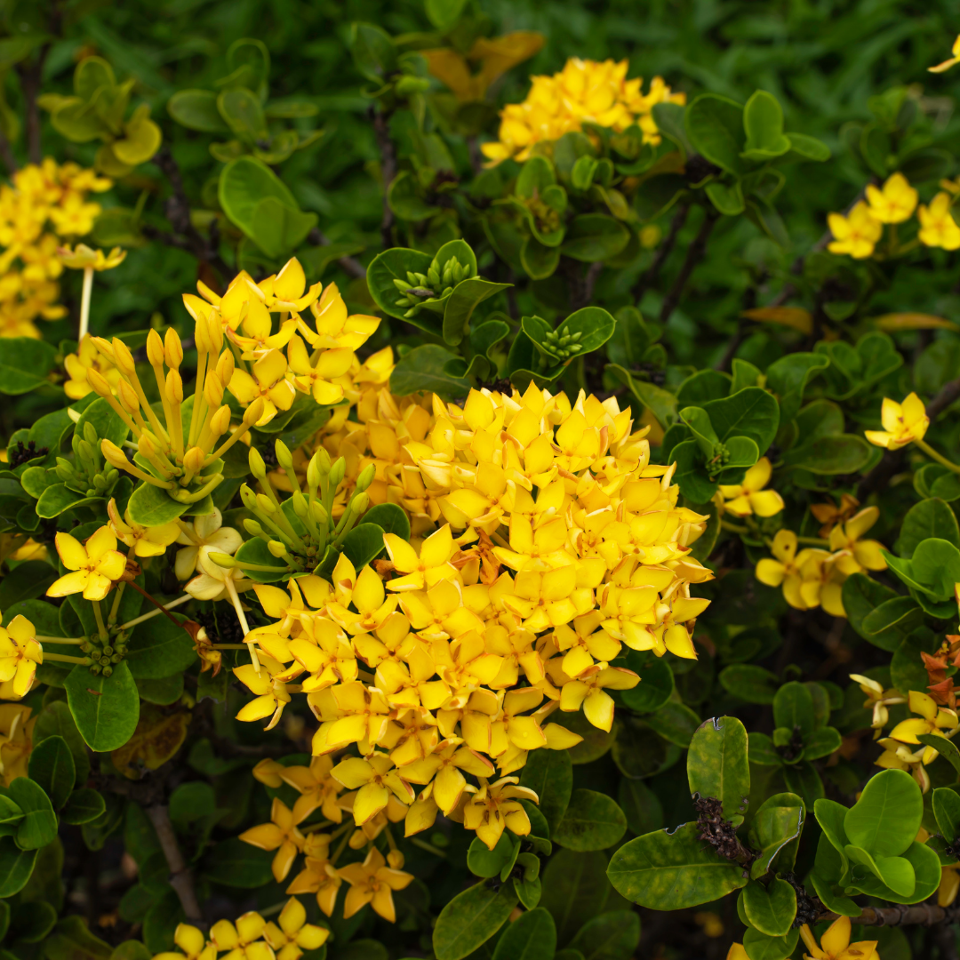 Yellow Ixora Plant