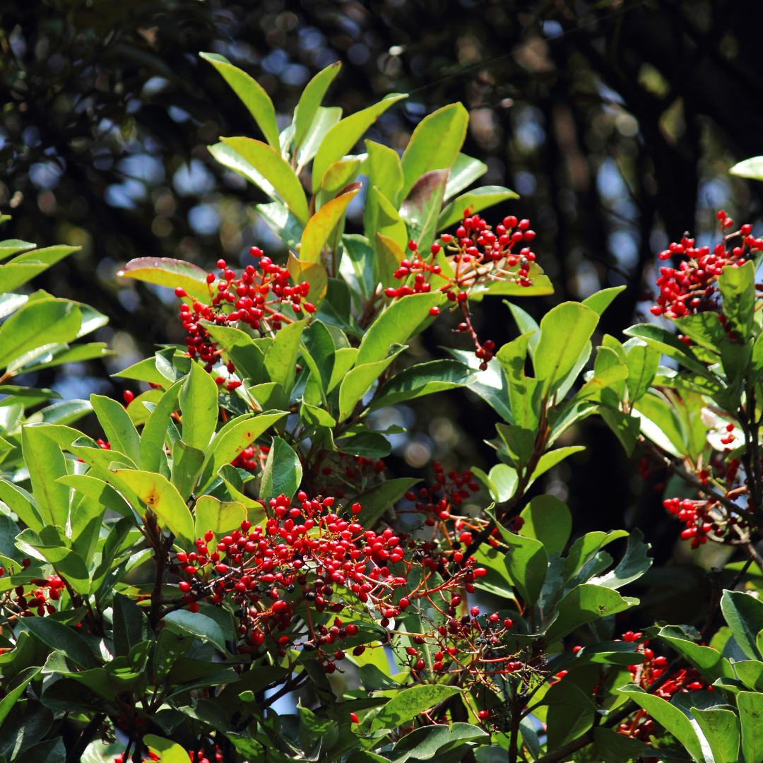 Awabuki Viburnum Hedge
