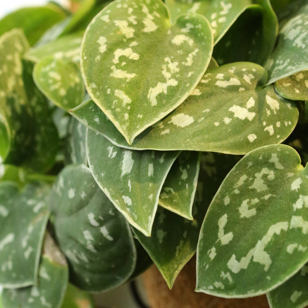 Satin Pothos 'Silver Pothos' — Williams Magical Garden Center and Landscape