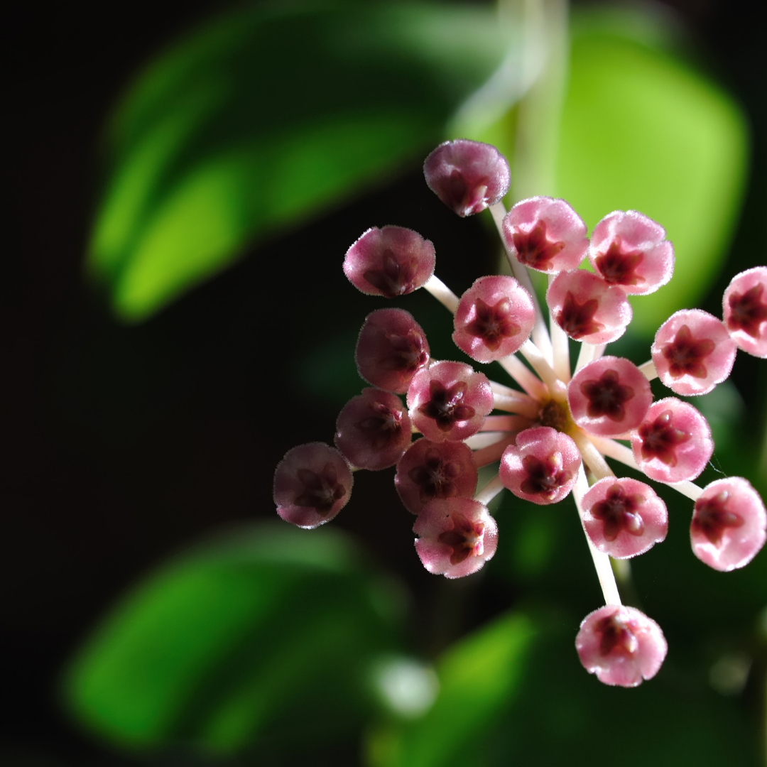 Magical Flowers Naples Florida Best Flower Site