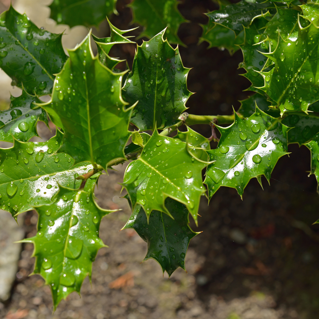 East Palatka Holly — Williams Magical Garden Center and Landscape