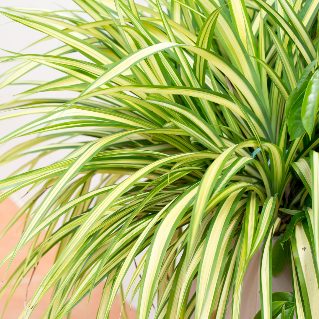 Spider Plant  The Tree Center™