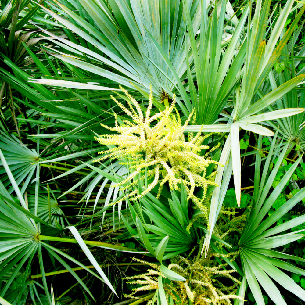 palmetto palm tree berries