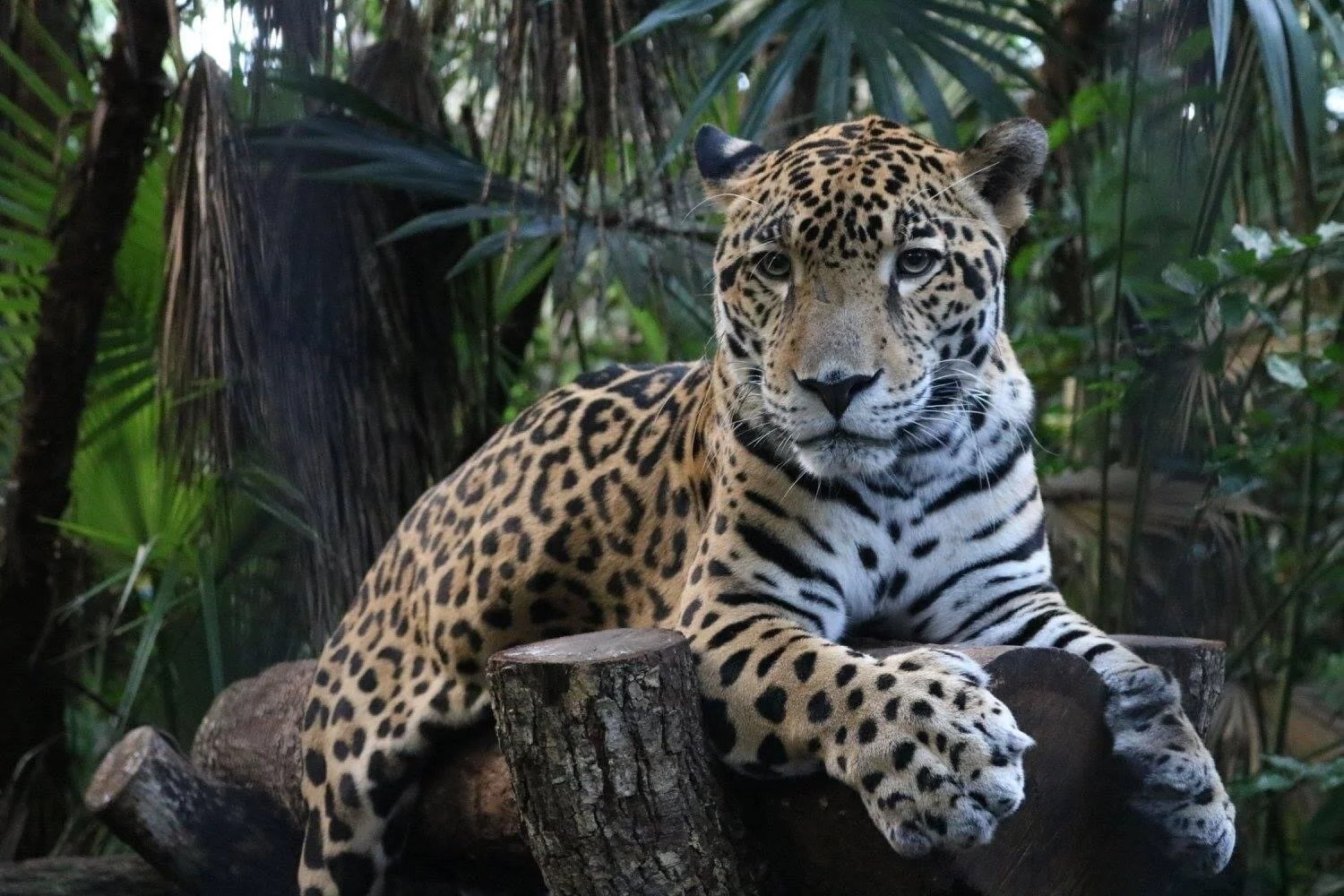 Belmopan, Belize
Dec 2015