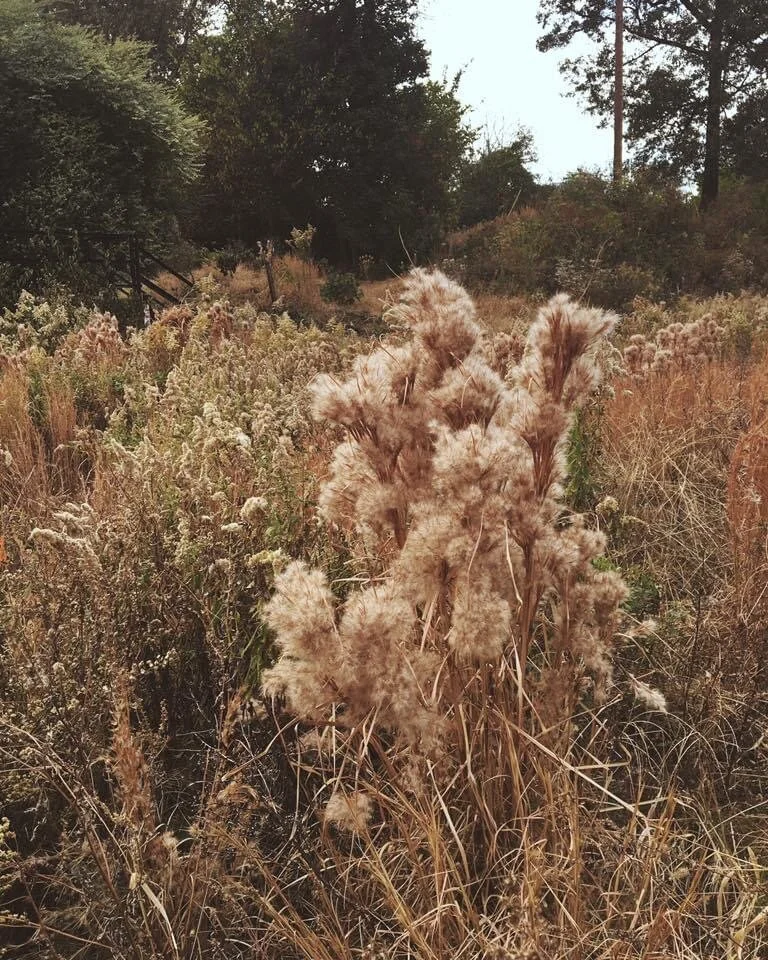 photo- wheat feild.JPG