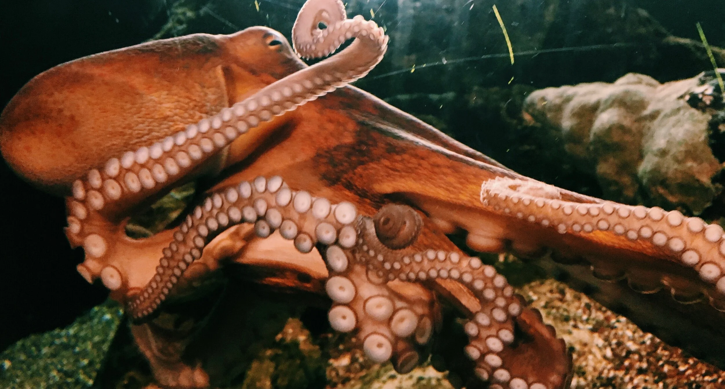 photo- octopus.jpeg