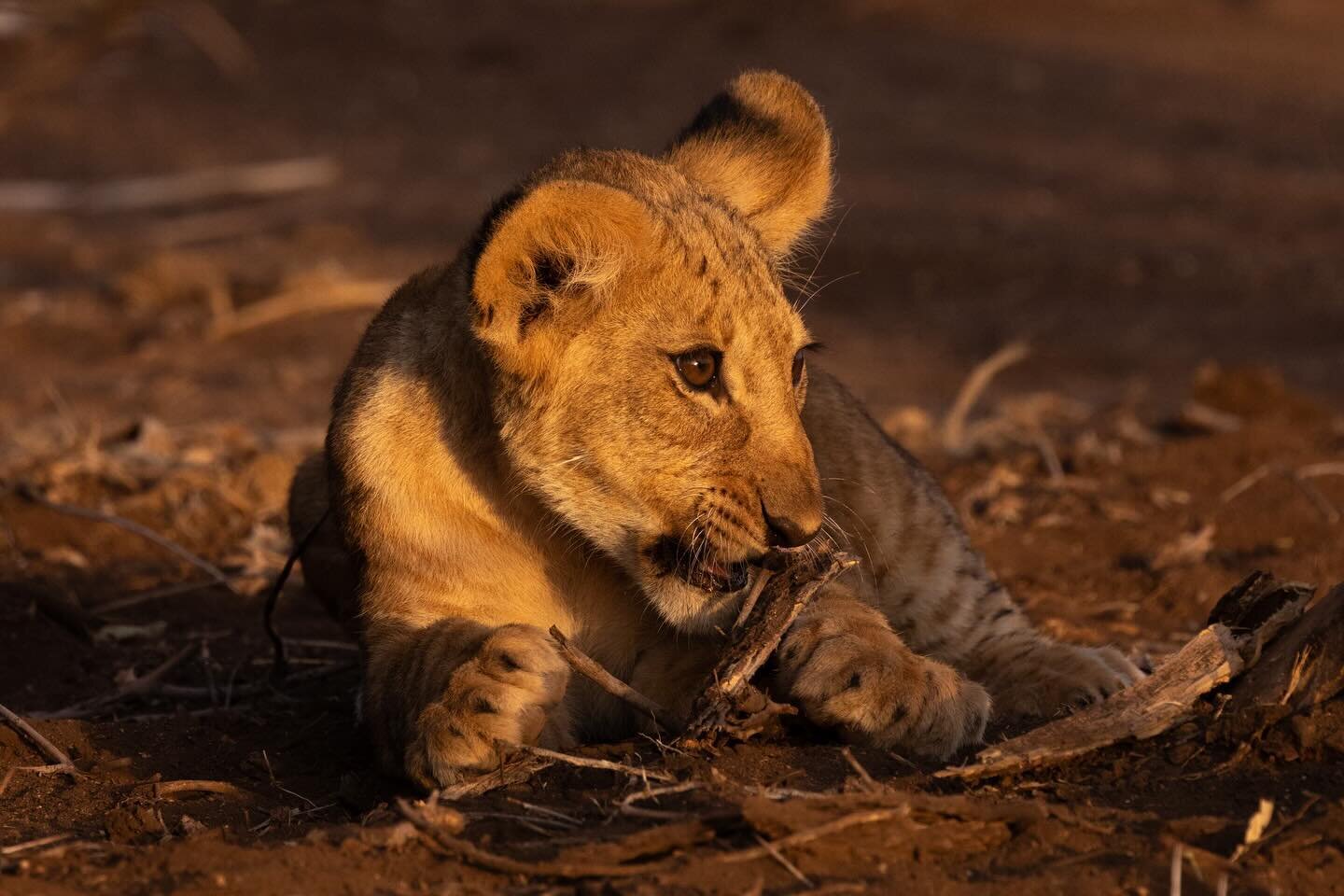 One year ago today we we met up with @mackandlaura in Nairobi, Kenya&hellip; 

By nightfall @katrikilp and I were lying wide-eyed in our tent listening to the distant noises of lions mating and (not so distant) elephants breaking branches. The month 