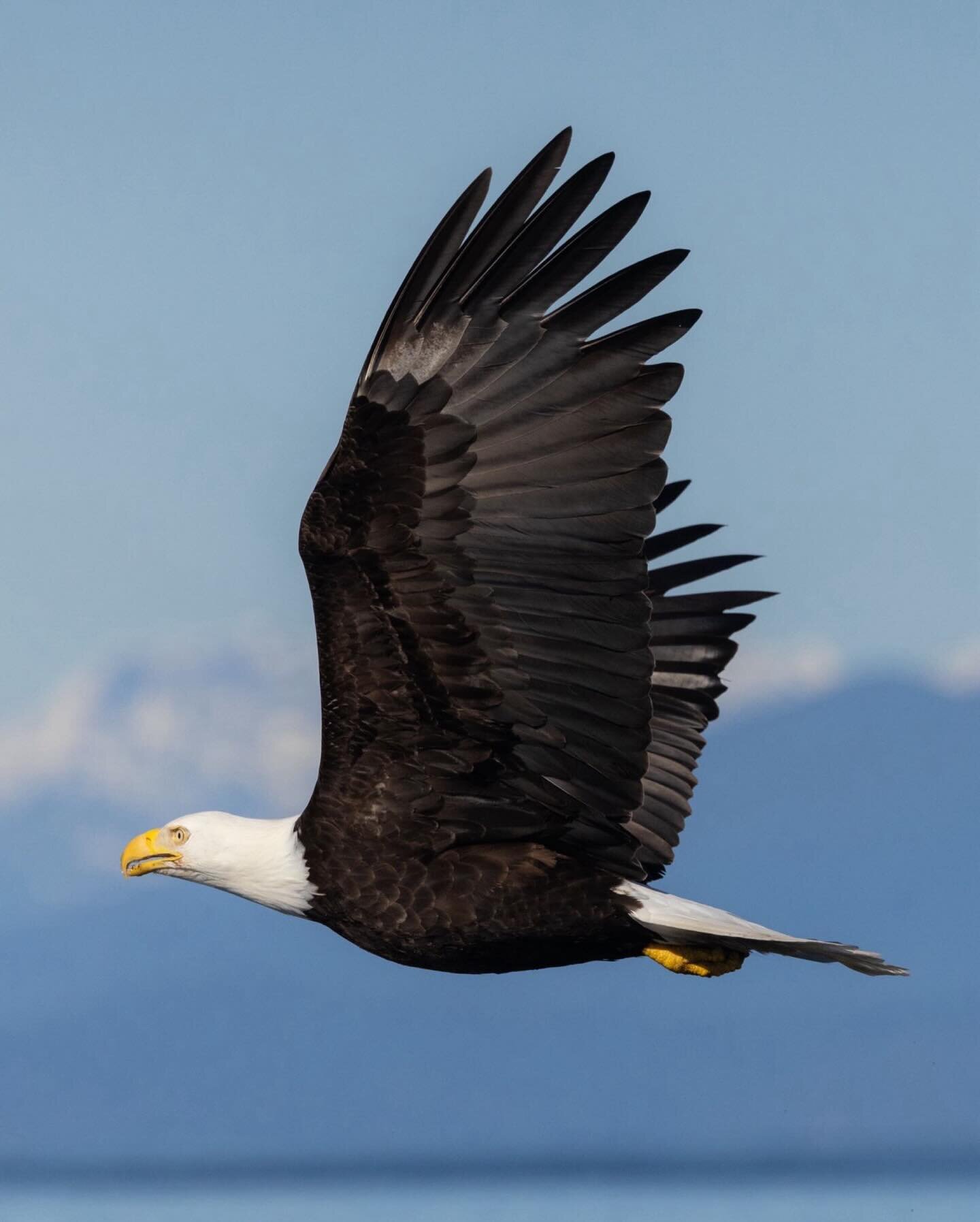 I shared my favourite image from this set the other day but decided this eagle deserved its own dedicated post!

During this year&rsquo;s herring spawn we came across this bait ball where a few eagles were feeding. It was quite far from shore so rath