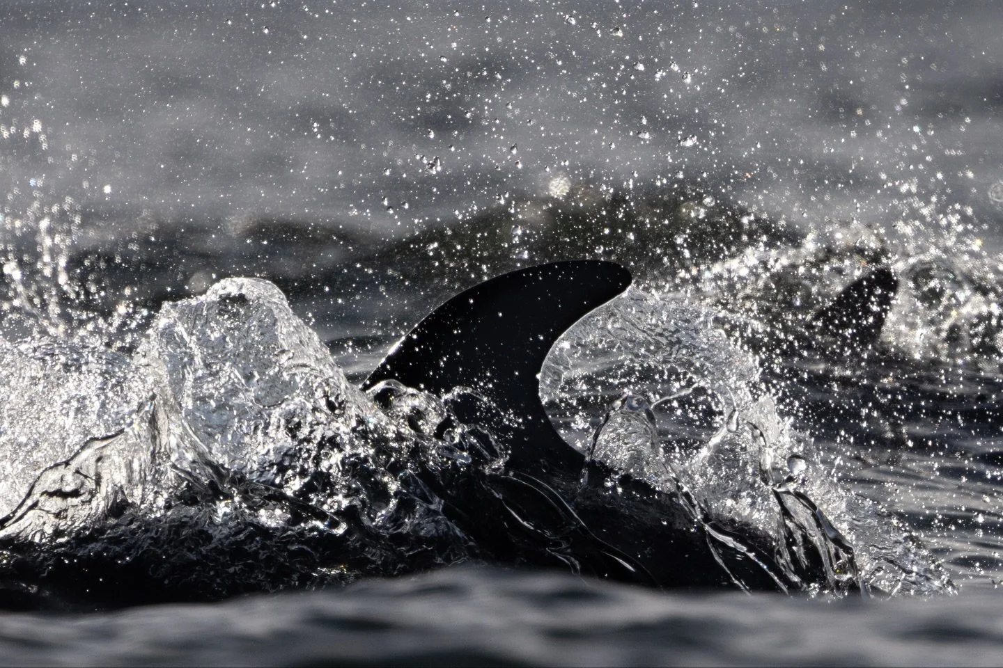 Some of my favourite moments with this week&rsquo;s visitors along the Sechelt sea-wall #SunshineCoastBC