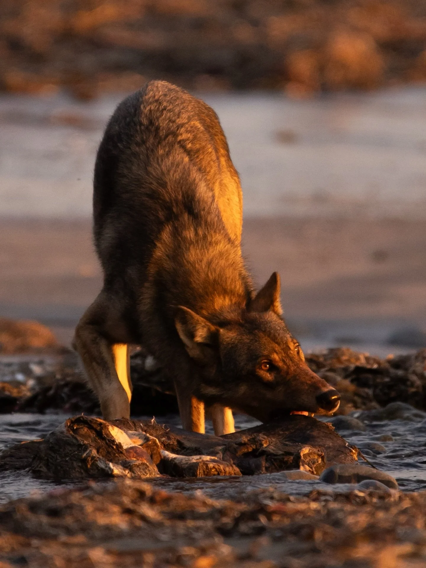 Sharing a selection of my favourite photos from past adventures with @seaforthexpeditions. In just over a week we&rsquo;re heading back to this magical corner of the world and I can&rsquo;t wait to see what unfolds! 

With such a remote location and 