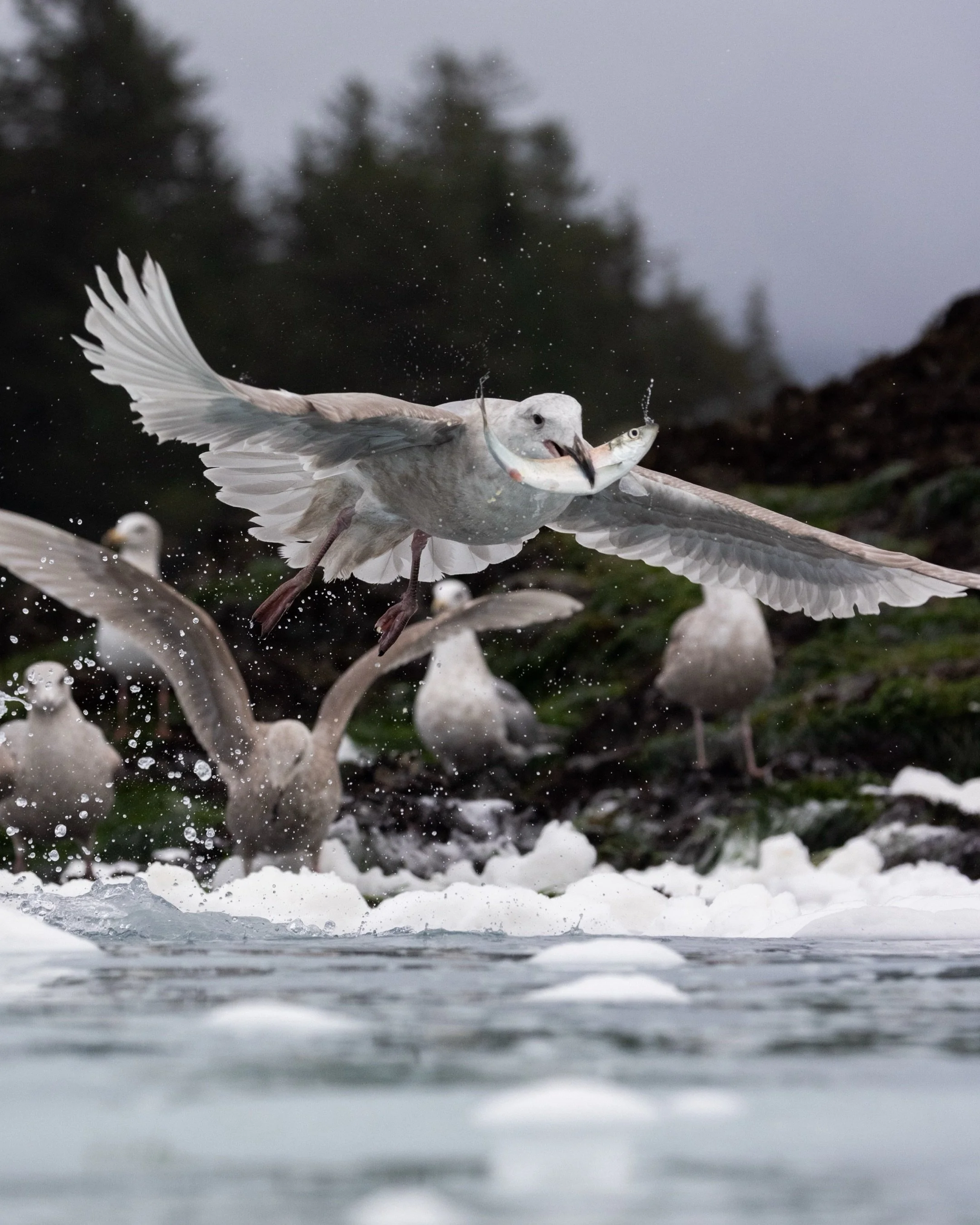 Recently, @supernaturalbc shared some of my photos and reflections from an unforgettable trip with @seaforthexpeditions earlier this spring. Feeling very thankful as I revisit these moments, both for the experience itself and also for the opportunity
