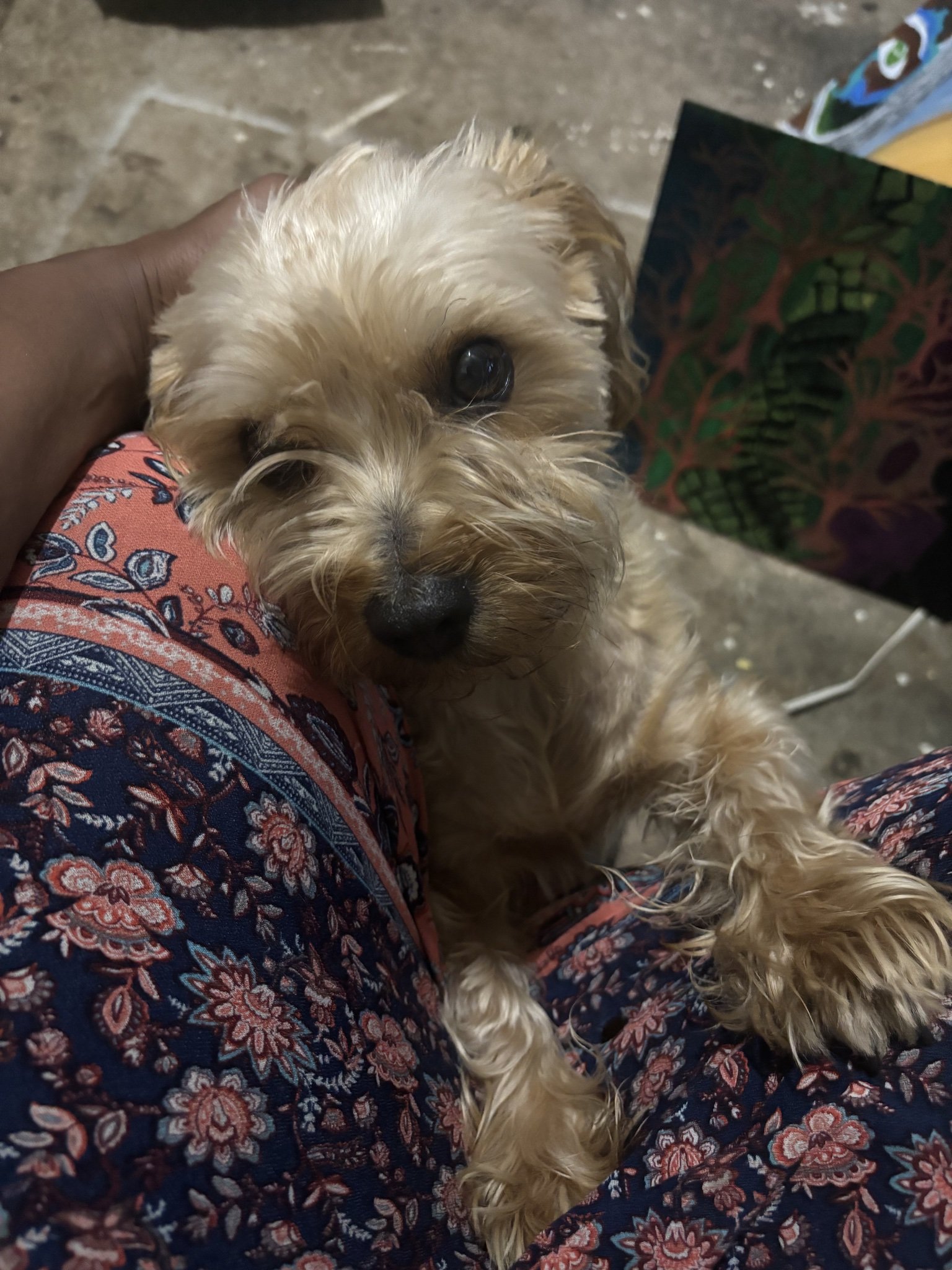 Meet Bevo!