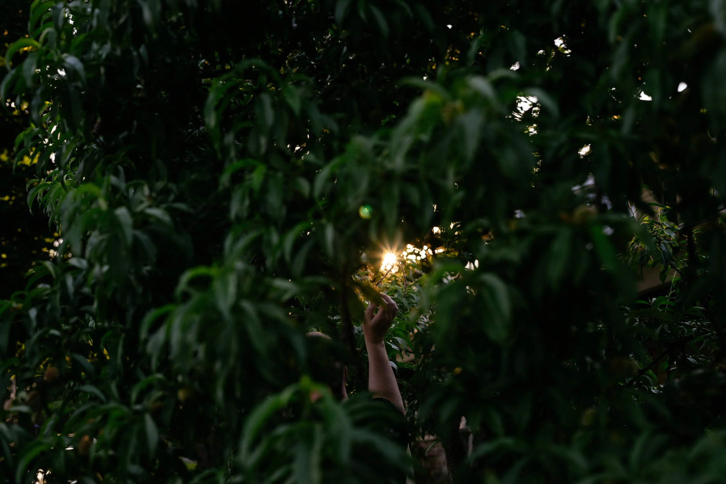 The Peach Tree