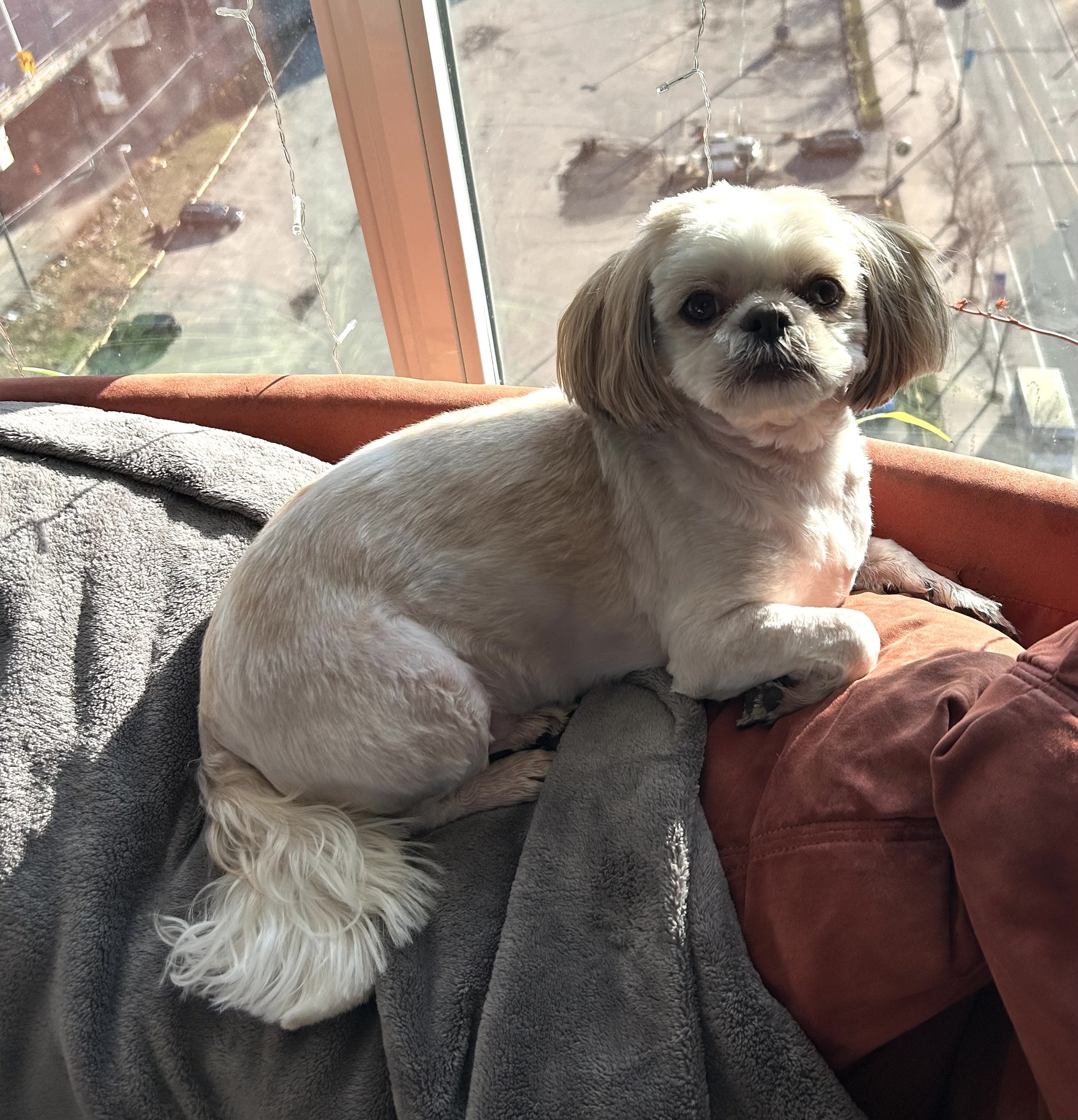 When a Loved Pet Dies: The Grief We Carry Quietly