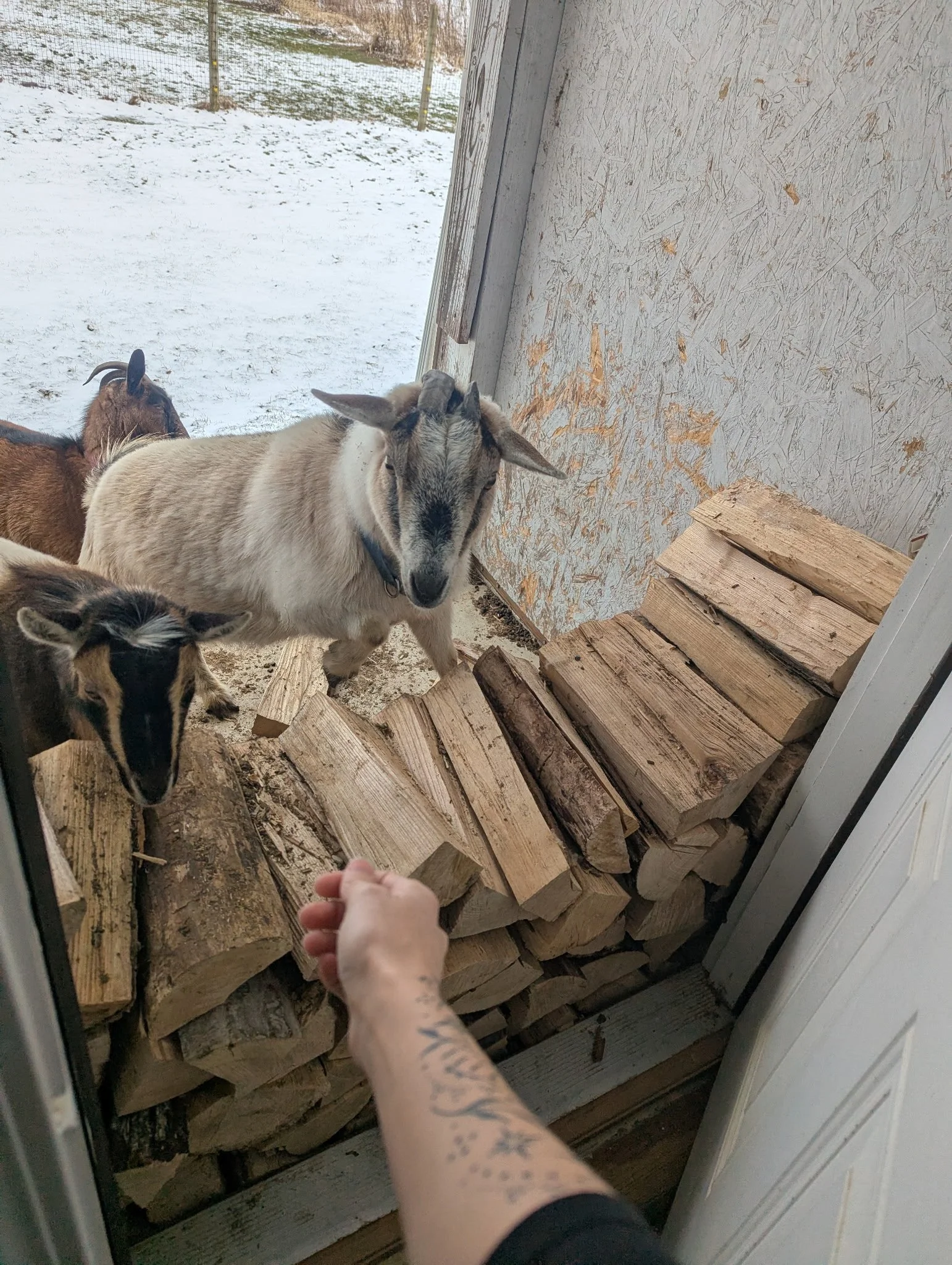 Earth Day Bonfire at Places in Time Farm in Seville