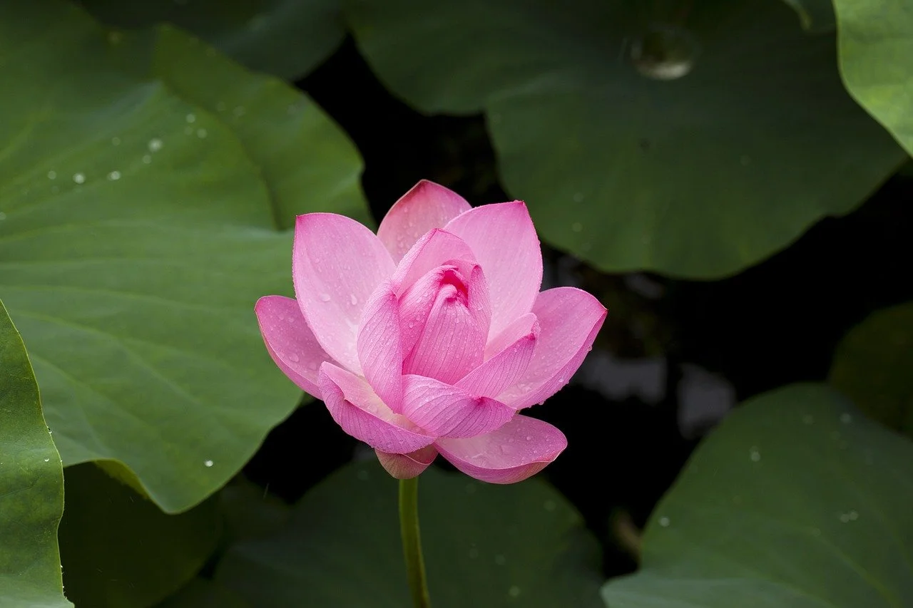 Social Justice, Racial Equity, and Yoga│Cultural Appropriation in Yoga