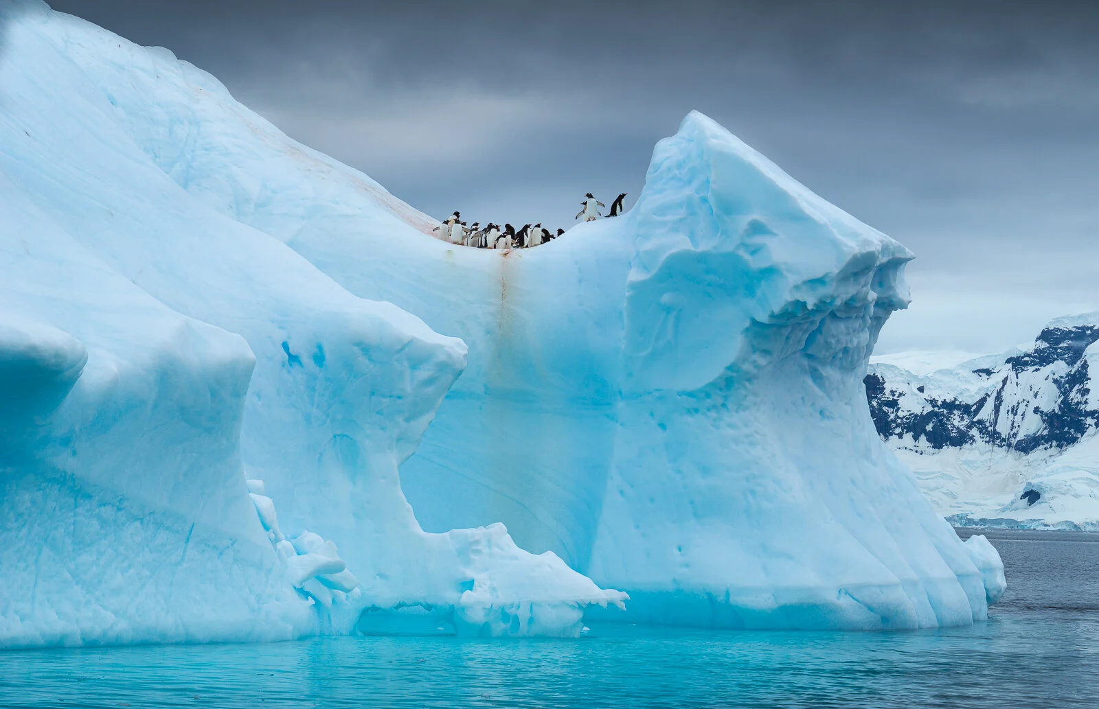 High Penguin.jpg