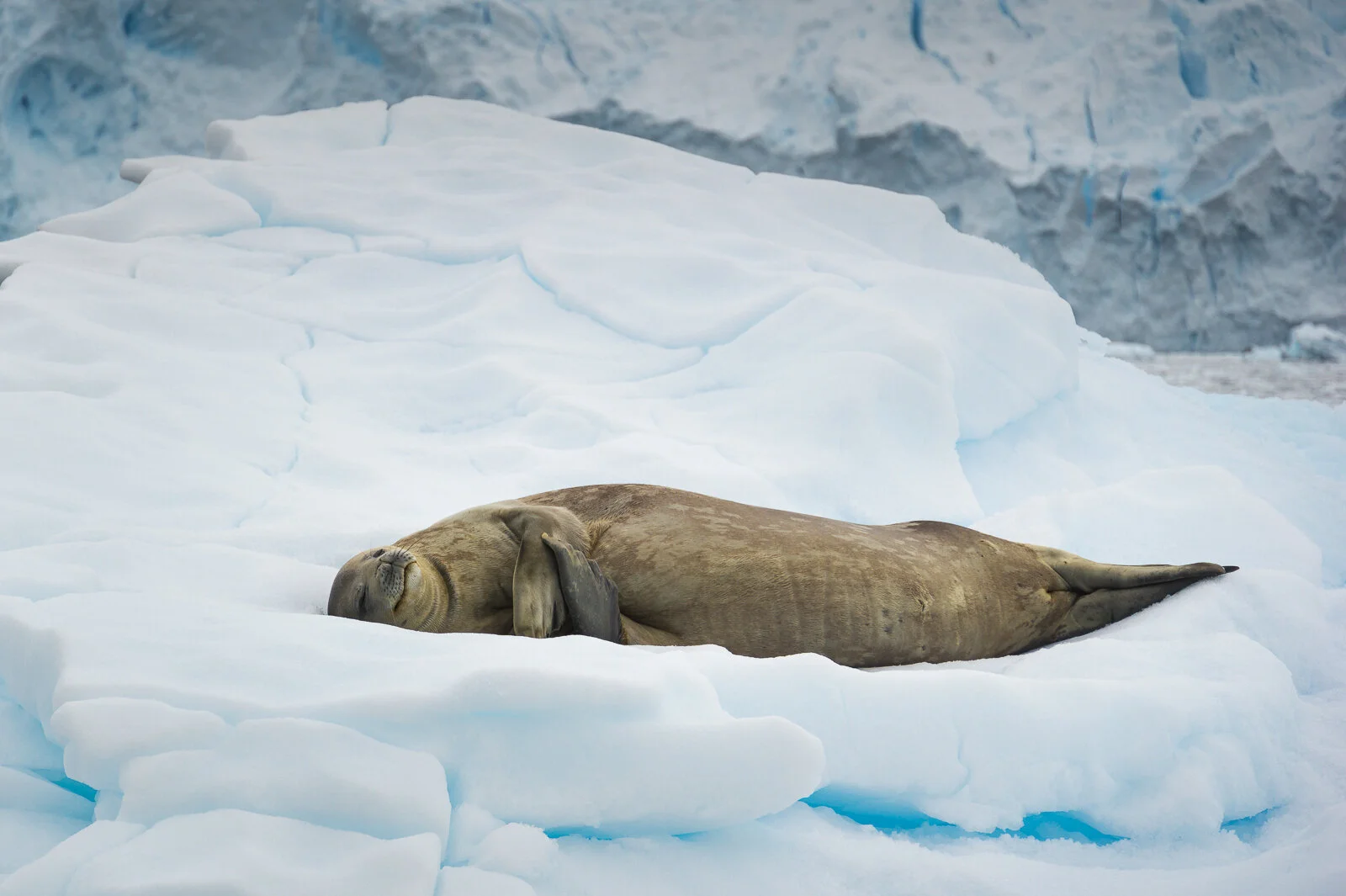 Happy Weddel seal 1©Dagny_Ivarsdottir.jpg