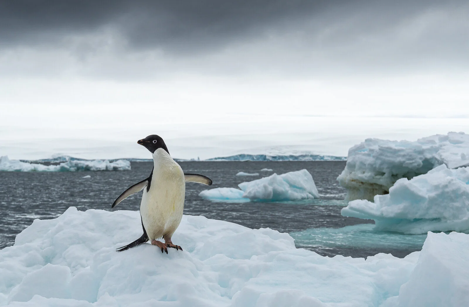 Lonely Adelie Penguin©Dagny_Ivarsdottir.jpg