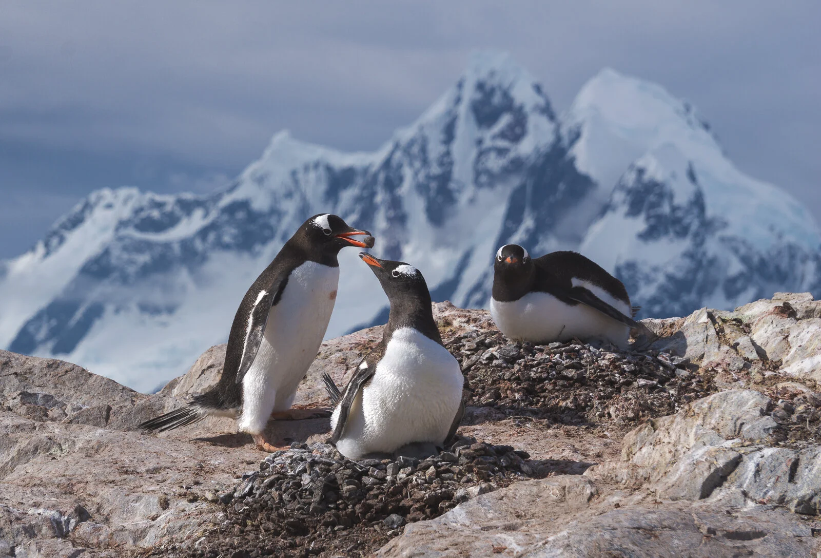 Gentoos stealing rocks  ©Dagny_Ivarsdottir-2.jpg