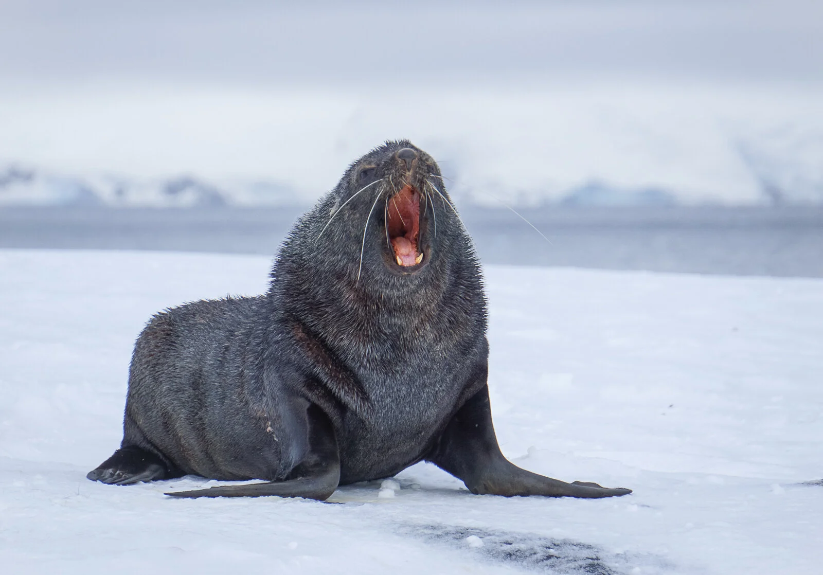 Attacking Furseal-2.jpg