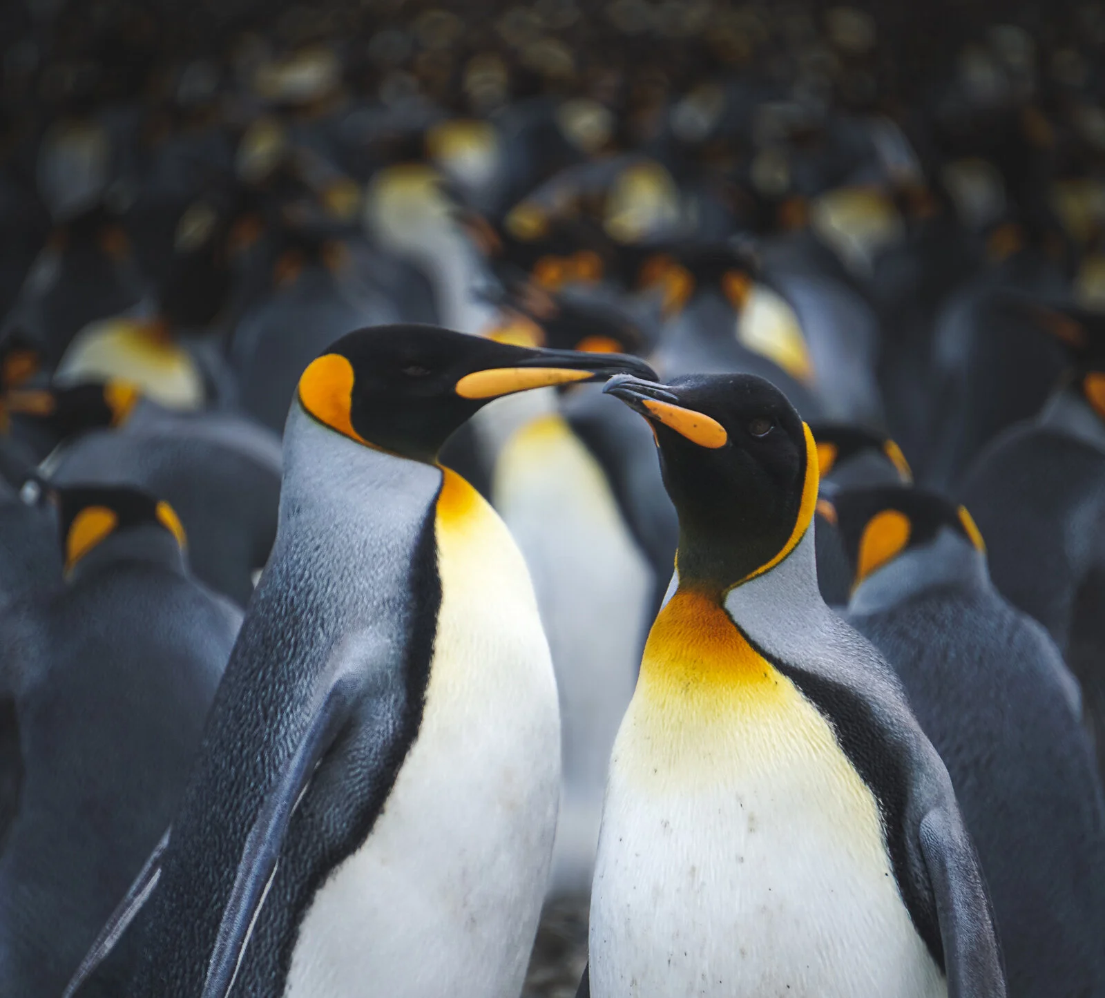 King Penguin Valentines ©Dagny_Ivarsdottir-1.jpg