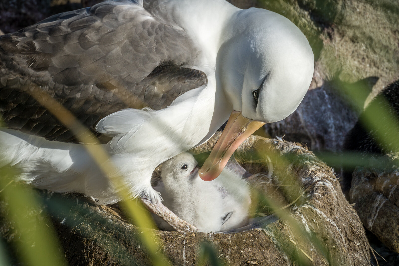 Black Browed Albatross nest ©Dagny_Ivarsdottir.jpg
