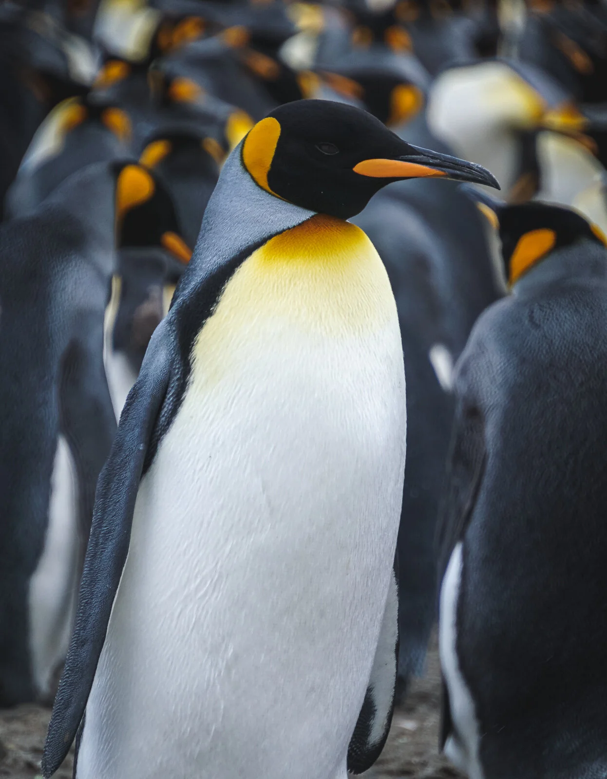 King Sharp Eye ©Dagny_Ivarsdottir-2.jpg