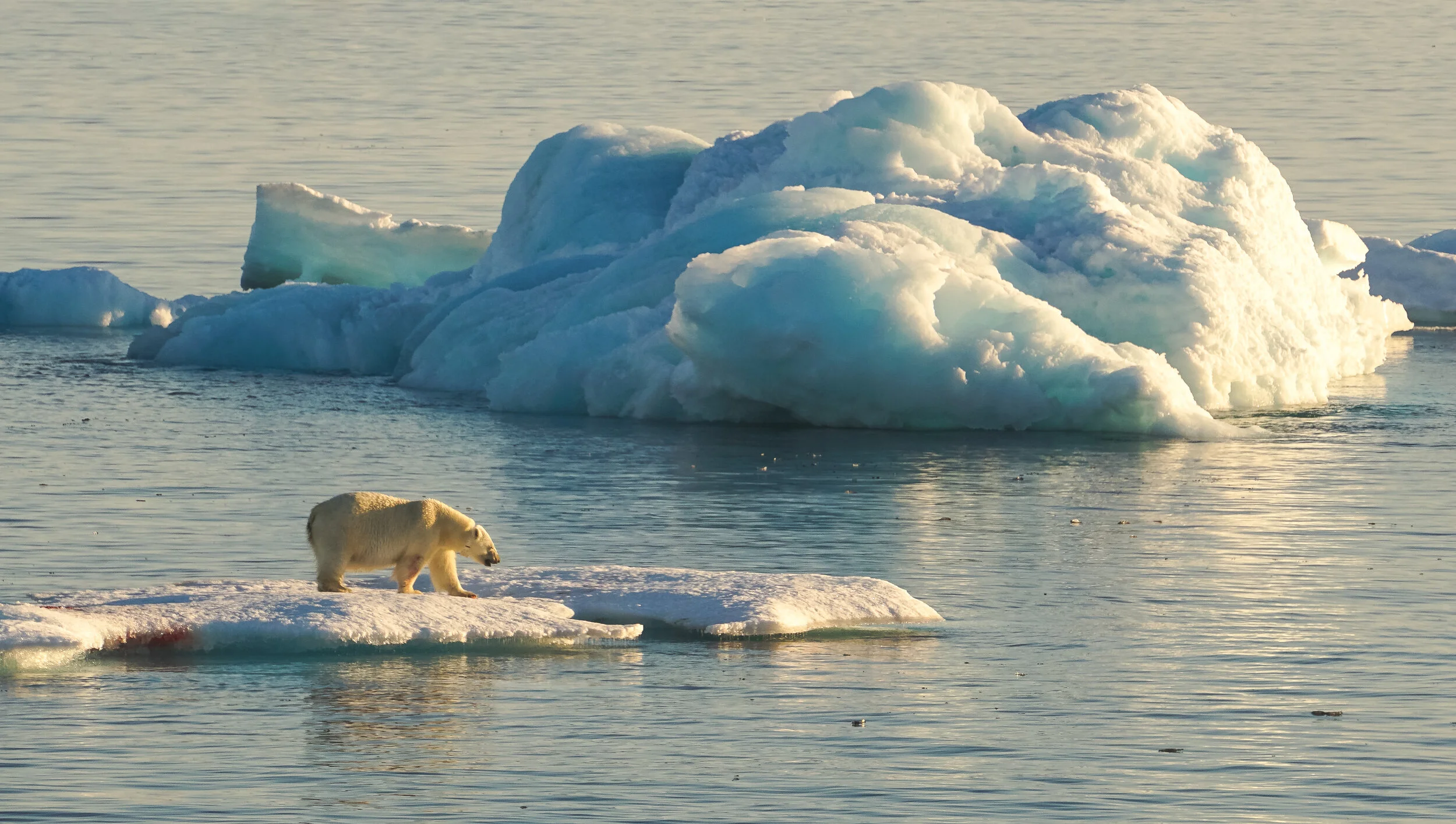 Polar Bear East Greenland - by Dagny Ivarsdottir-1.jpg