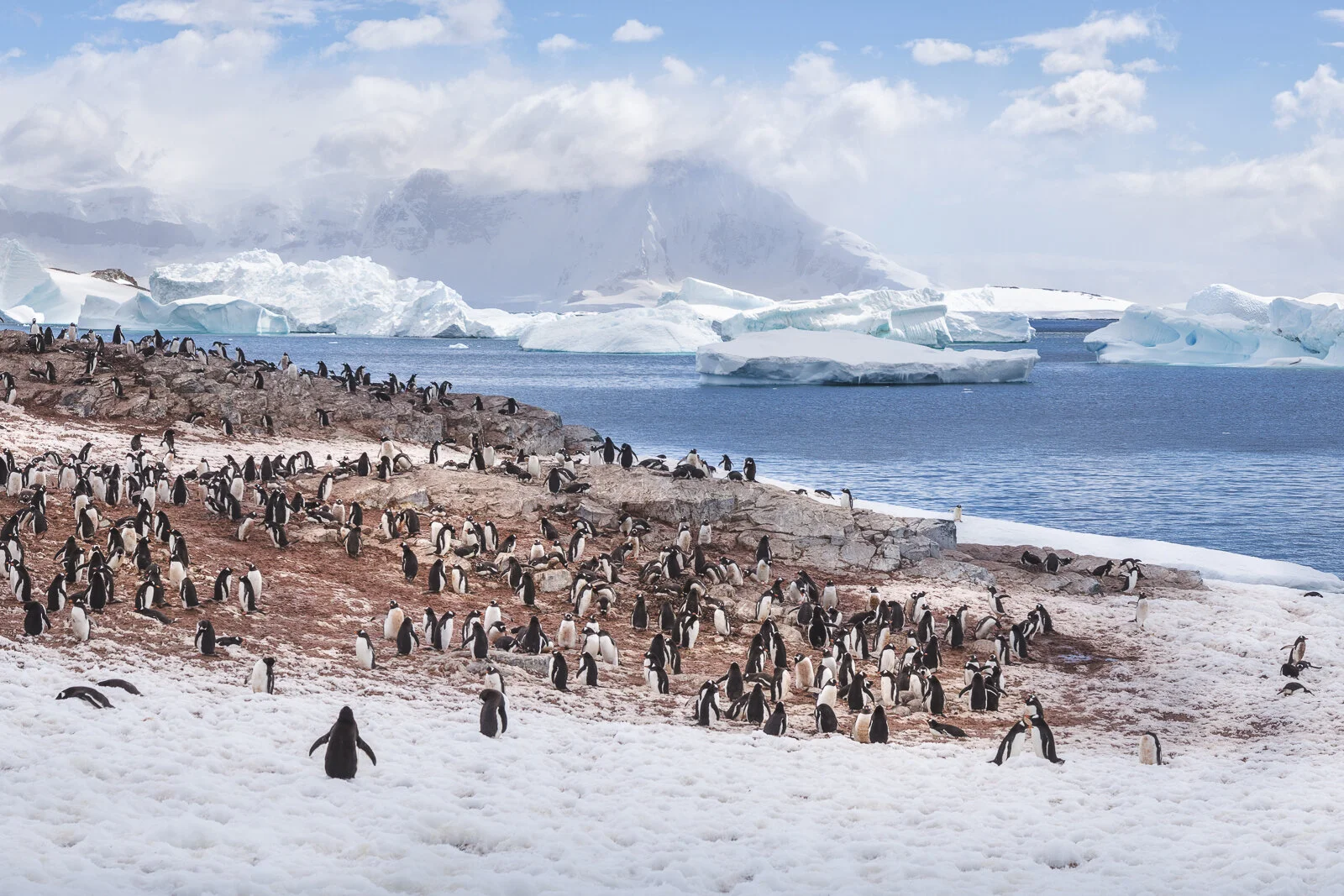 Gentoo Colony  ©Dagny_Ivarsdottir-2.jpg