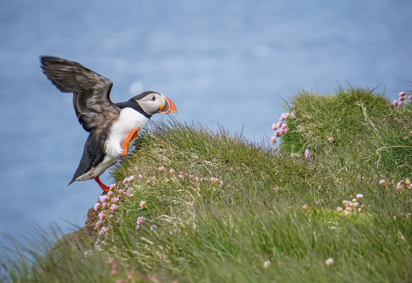 Puffin ballerina ©Dagny_Ivarsdottir-1.jpg
