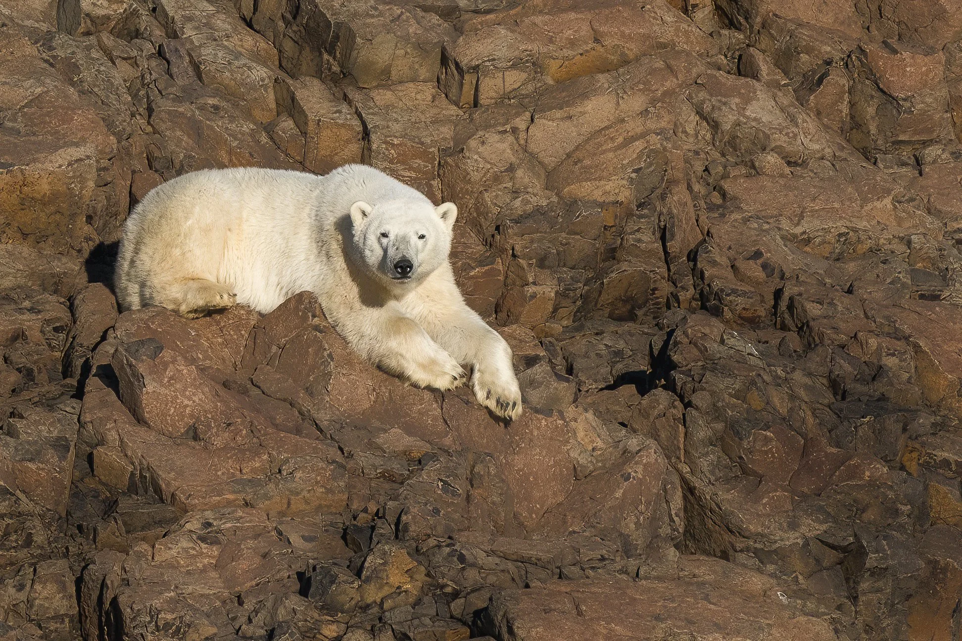 Polar Bear ©Dagny_Ivarsdottir 2022-2.jpg