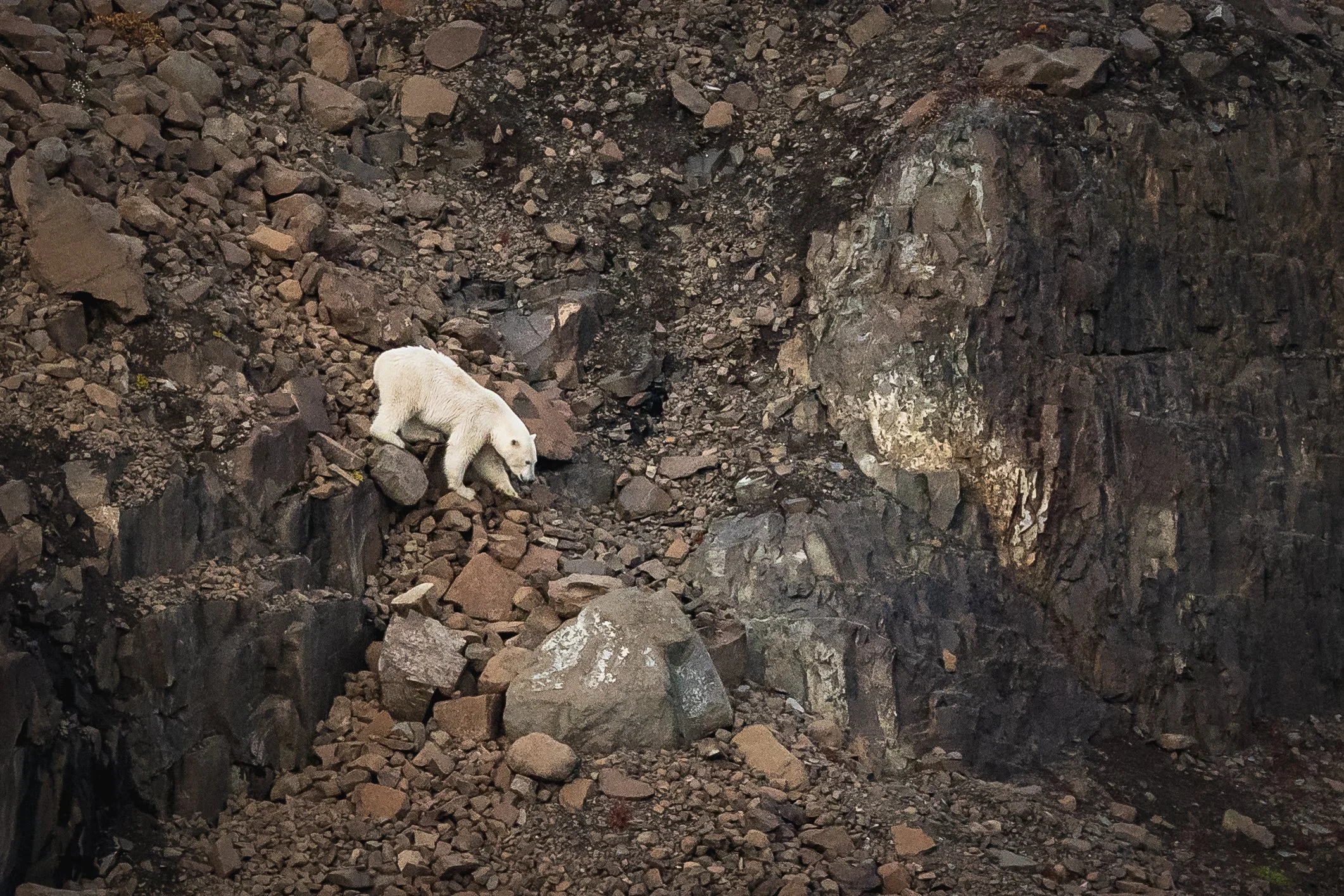 EAST GREENLAND ©Dagny_Ivarsdottir 2022-5.jpg