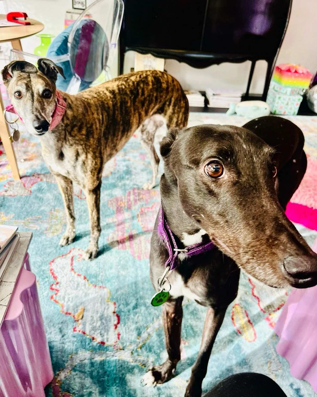 I love these two needle-noses, but do we really have to head out for a walk now?? 

#retiredracinggreyhound #itswaytoohotforthis #greyhoundsofinstagram