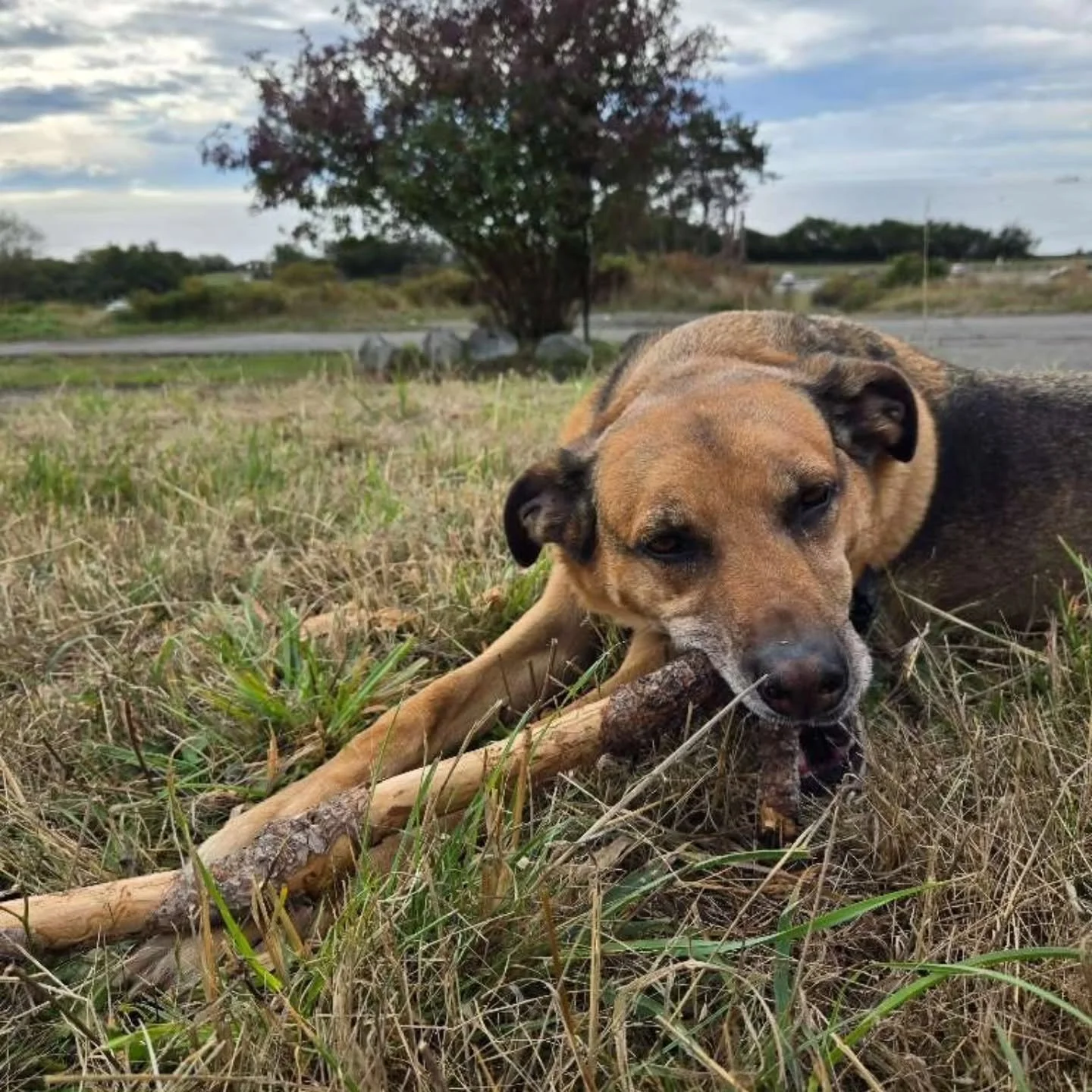 Sticks, sticks, glorious STICKSSSS 🪵 Here we feature Rosco &amp; Annie with their latest treasures. What a life! 🙌🏼

#lowkeydogs #yyjdogs #victoriadogwalker #fearfree #fearfreepets #privatewalks #groupwalks #forcefree #timetopet