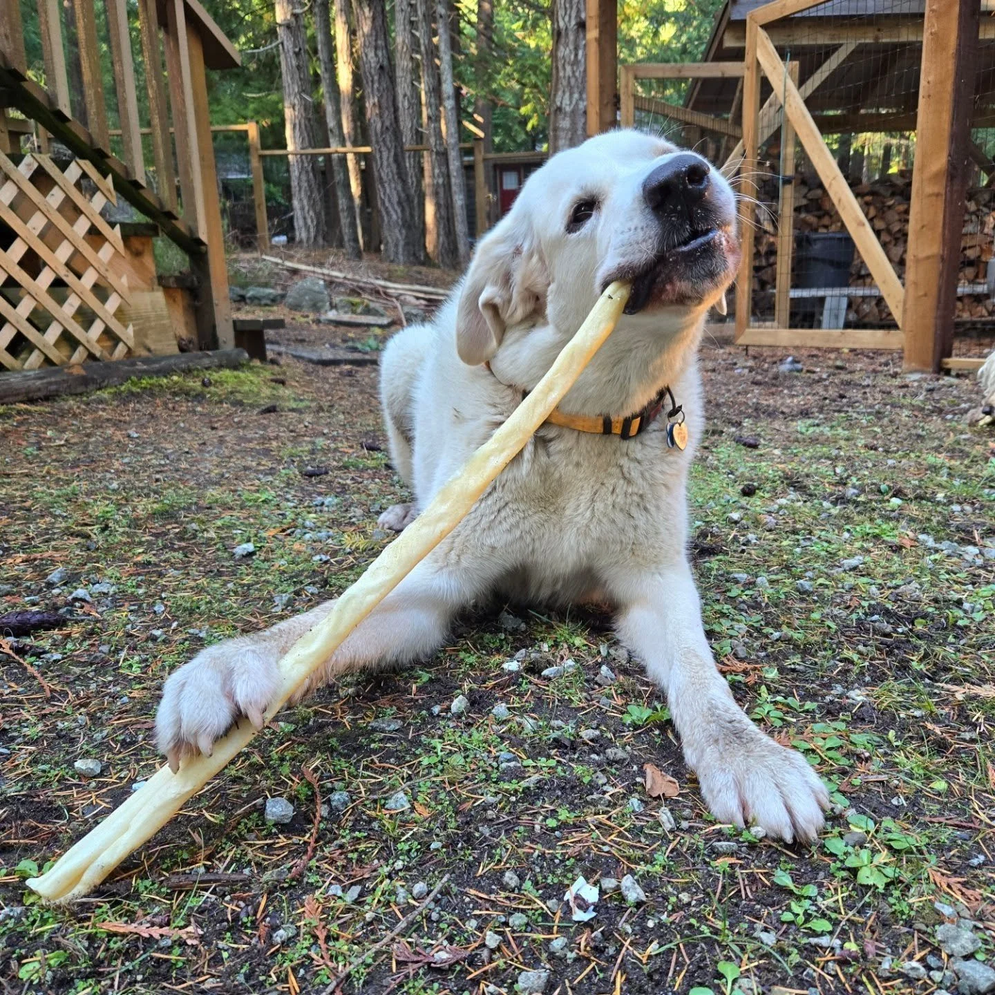 Birthday!!! 🥳 Our matriarch Loki turns 8 today, and got to enjoy an extra special treato after a big hike. What a difference this dog has made in so many lives. She is getting older now, but is living her best (retired) life surrounded by love, duck