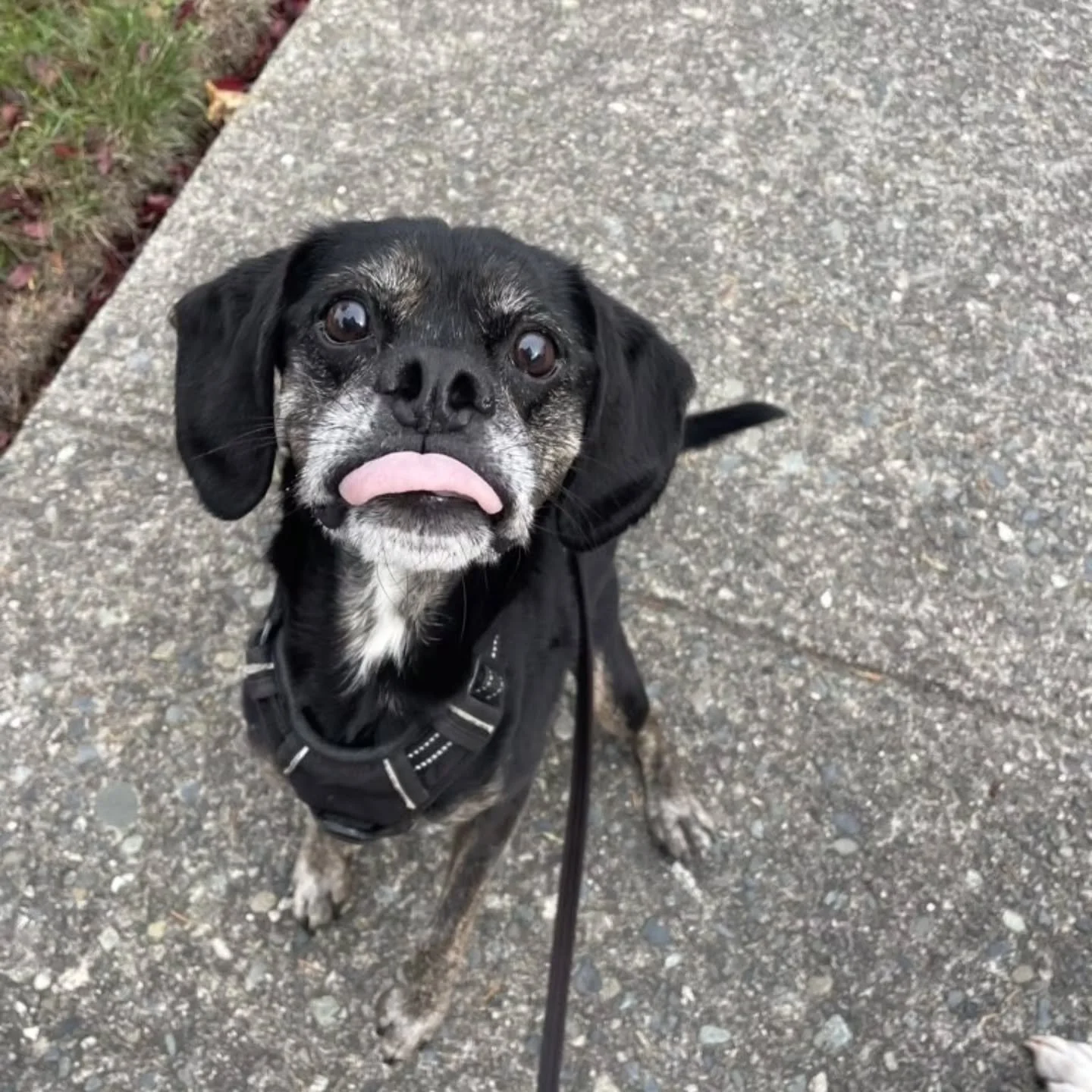 Rufus &amp; Riley &gt;&gt; we love these guys!! For over 1.5yrs our team has had the privilege of getting to know this quirky pair. 

We started in Vic West, dodging all the spooky wheels and stresses of apartment living 👀 Now? These pups are living