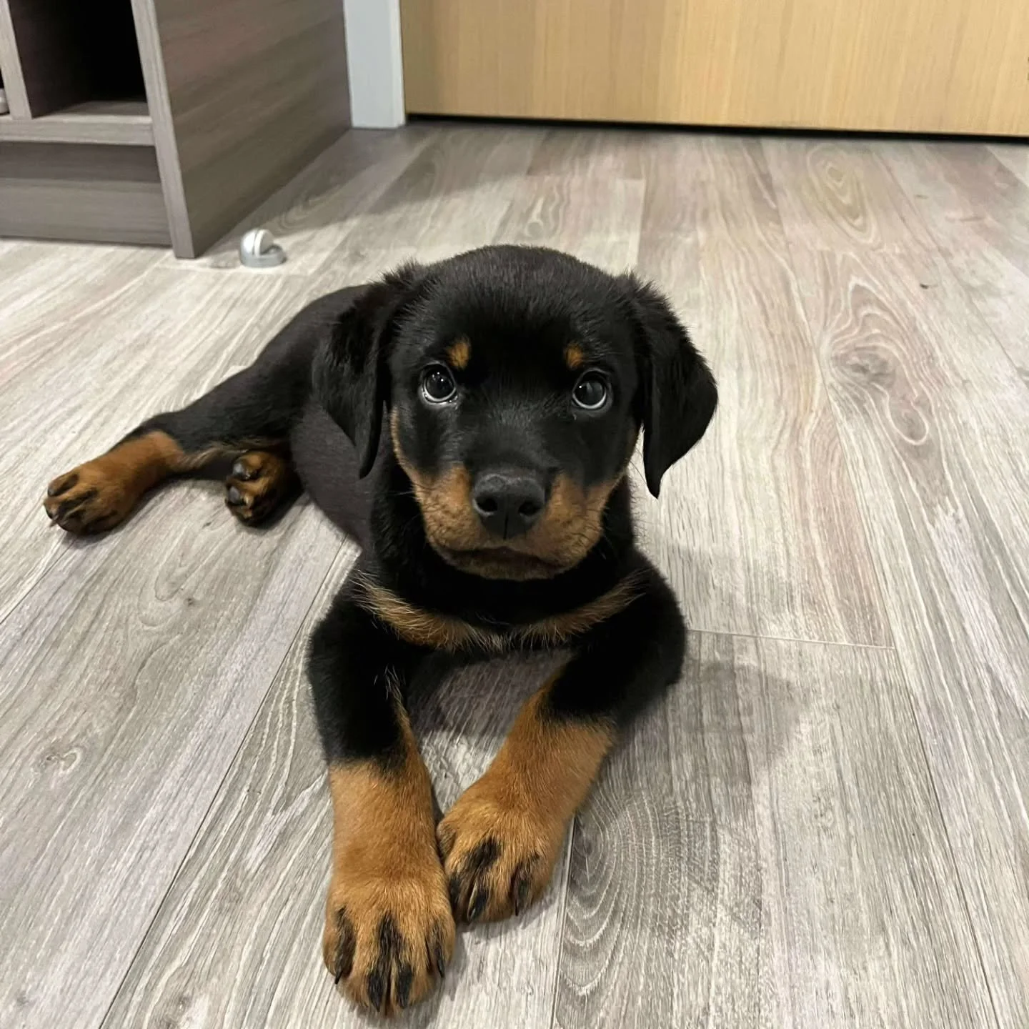 💫 Remember folks - our team now offers Pet Sitting!! This service can be anywhere from 2-3 hours, days and even upto several weeks! All depends on staffing capacity and scheduling. 

This guy Thor is our newest Pet Sitting pup - 2 month rottweiler -