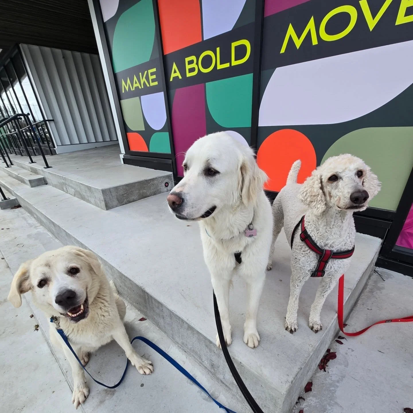 Does anyone else have fun with this .6 lens when snapping photos?! Or just me 🙃📸

Ft Loki, Suki &amp; Moresby on a grand Monday adventure 🤍🤍🤍

#lowkeydogs #yyjdogs #victoriadogwalker #fearfree #fearfreepets #privatewalks #groupwalks #forcefree #