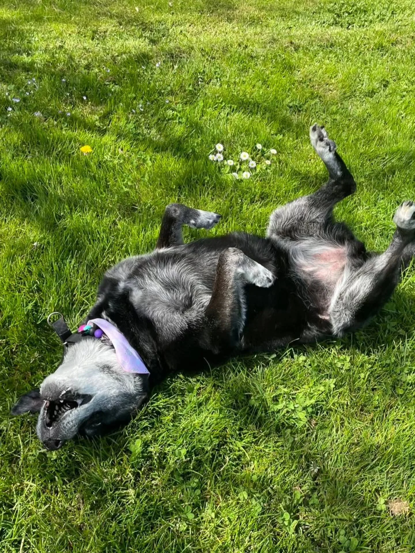 A special post to honour a very special lady : Kona 🤍

Sadly, we've been notified this sweet (&amp; sometimes sassy) soul has gone to "where the goodest girls go" 🌈  She was 14yrs young, and brought joy to all who knew her.

For dog walke