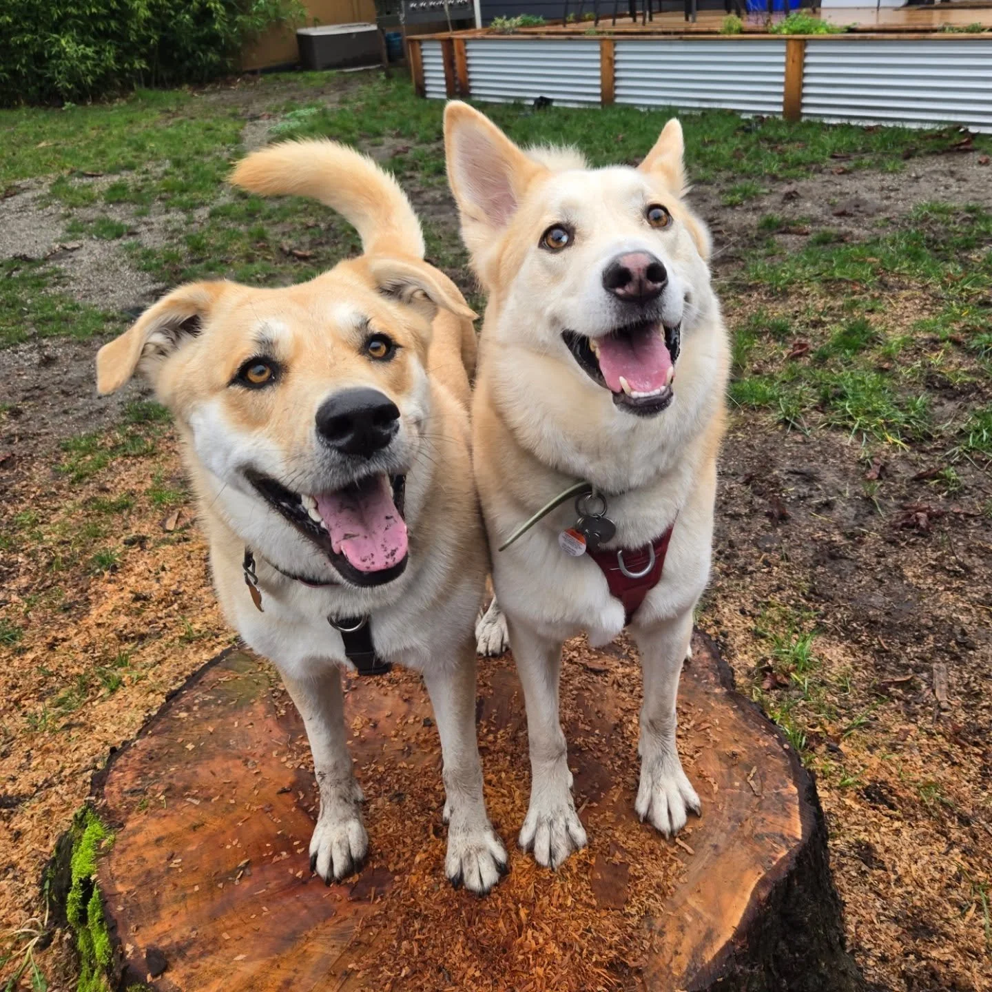 Sally &amp; Kenai here to remind you to get your 2026 license tags!! 🏷🐾 

Being tag-free is cool, but being a responsible dog guardian is even cooler 😉 

From the City of Victoria website: 

"All dogs over the age of four months must be licen