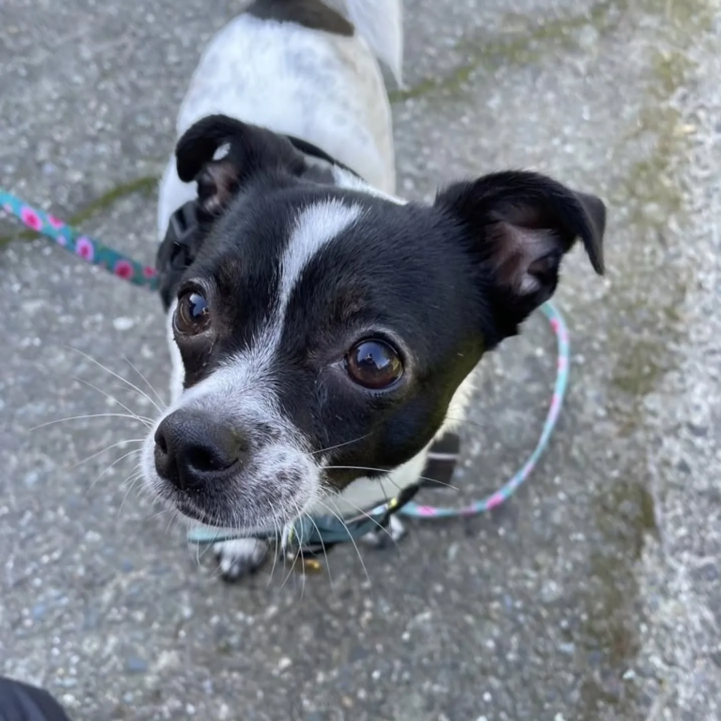 Top 'o the morning to ya! 👋🏼 

Our admin team has been busy bees 🐝 these past two weeks, onboarding new doggies left, right &amp; centre. What a joy to meet so many good-looking pups! 🥰🐕🐕

Each one is unique. We're excited to get to know their 
