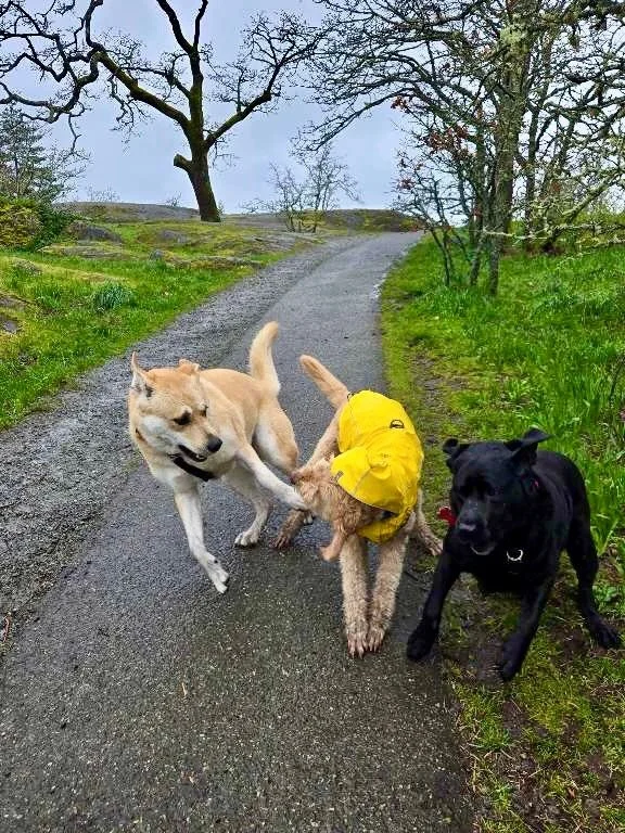 Happy Easter long weekend! 🐣🐕

We hope you&rsquo;re soaking up some sunshine, enjoying time with loved ones, and maybe a few extra treats (for both you and your pups 😉).

🐾 Tessa, Sally, and Charley had the BEST time running, playing, and soaking