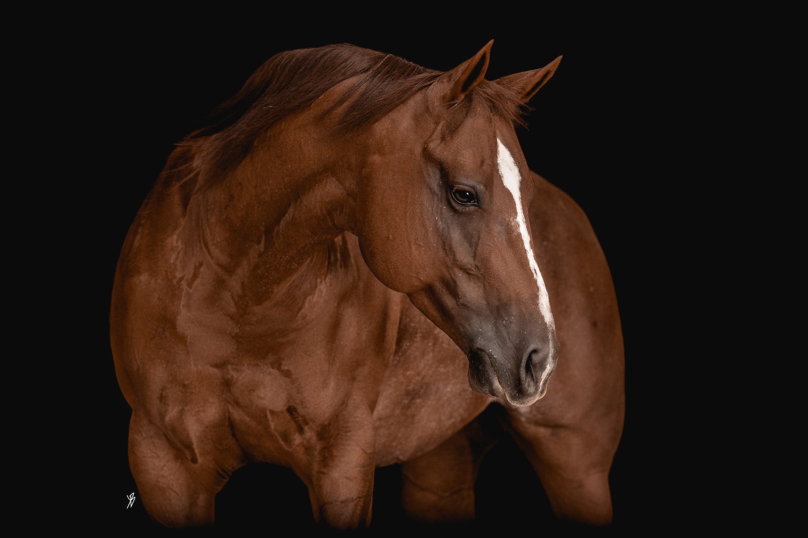 Gracie_web-6_websize.jpg