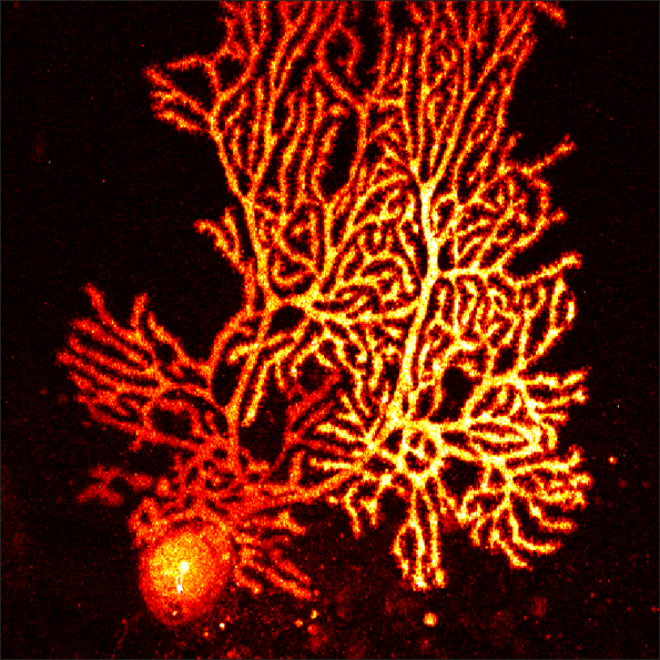 Very nice 2p image of a Purkinje cell from Cesar!