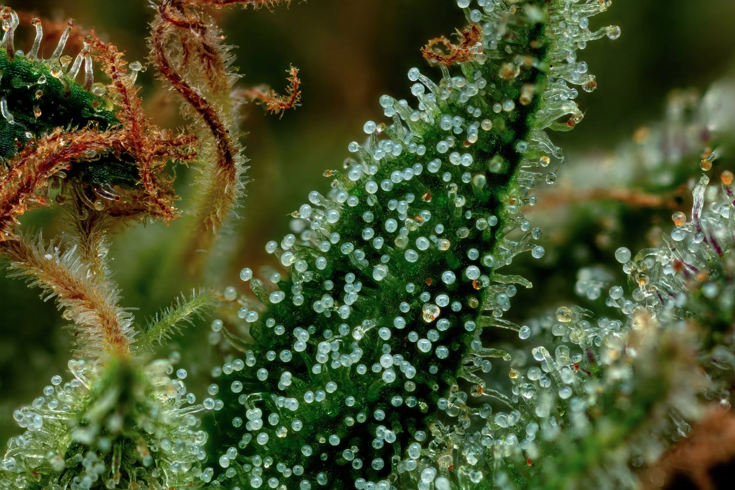 Magic Wand 5to1-Full Frame.jpg