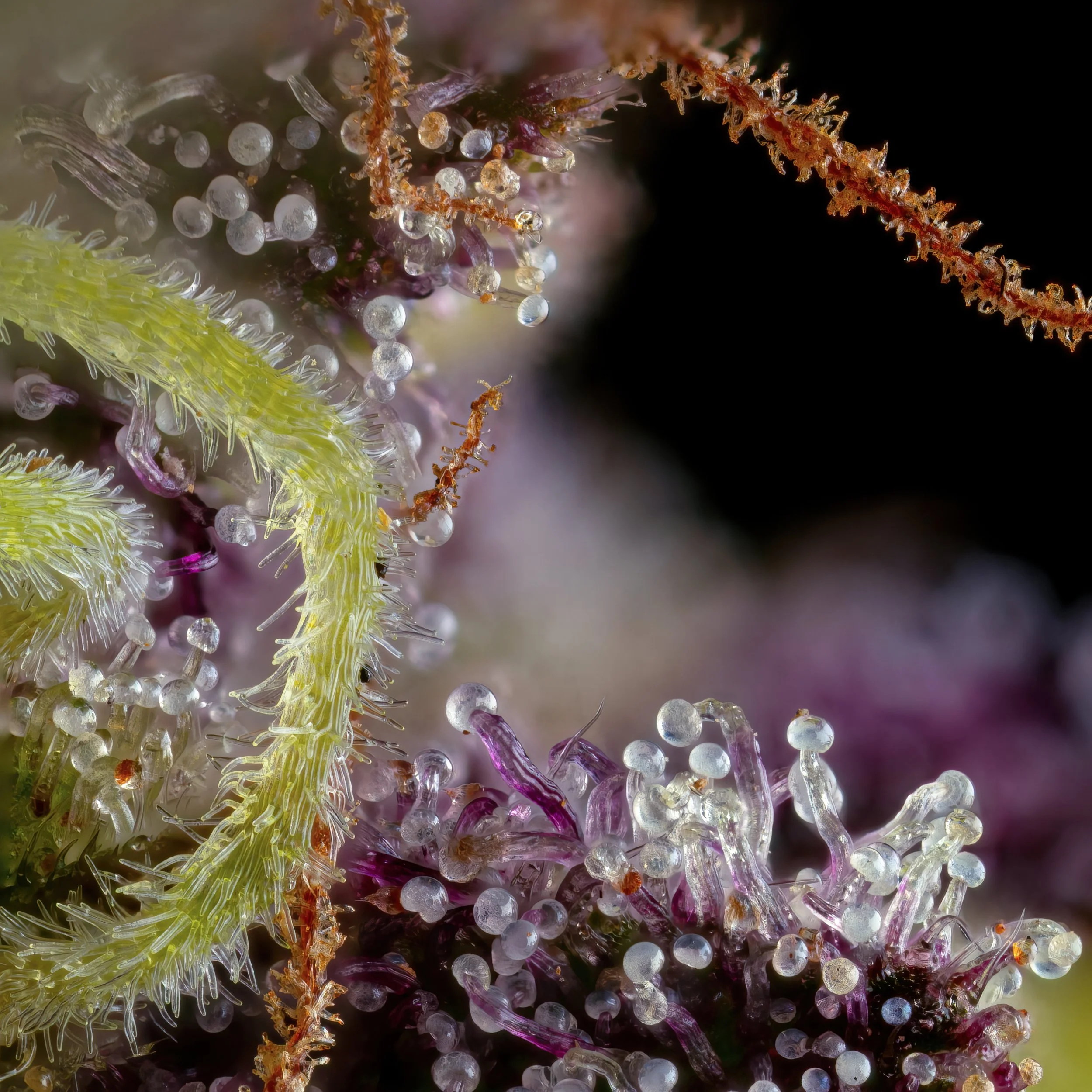 Rose Petal 5to1.3.jpg